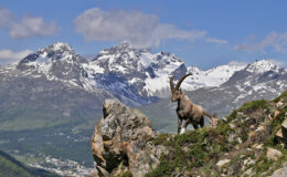 011 - steinbock-piz albana-piz julier